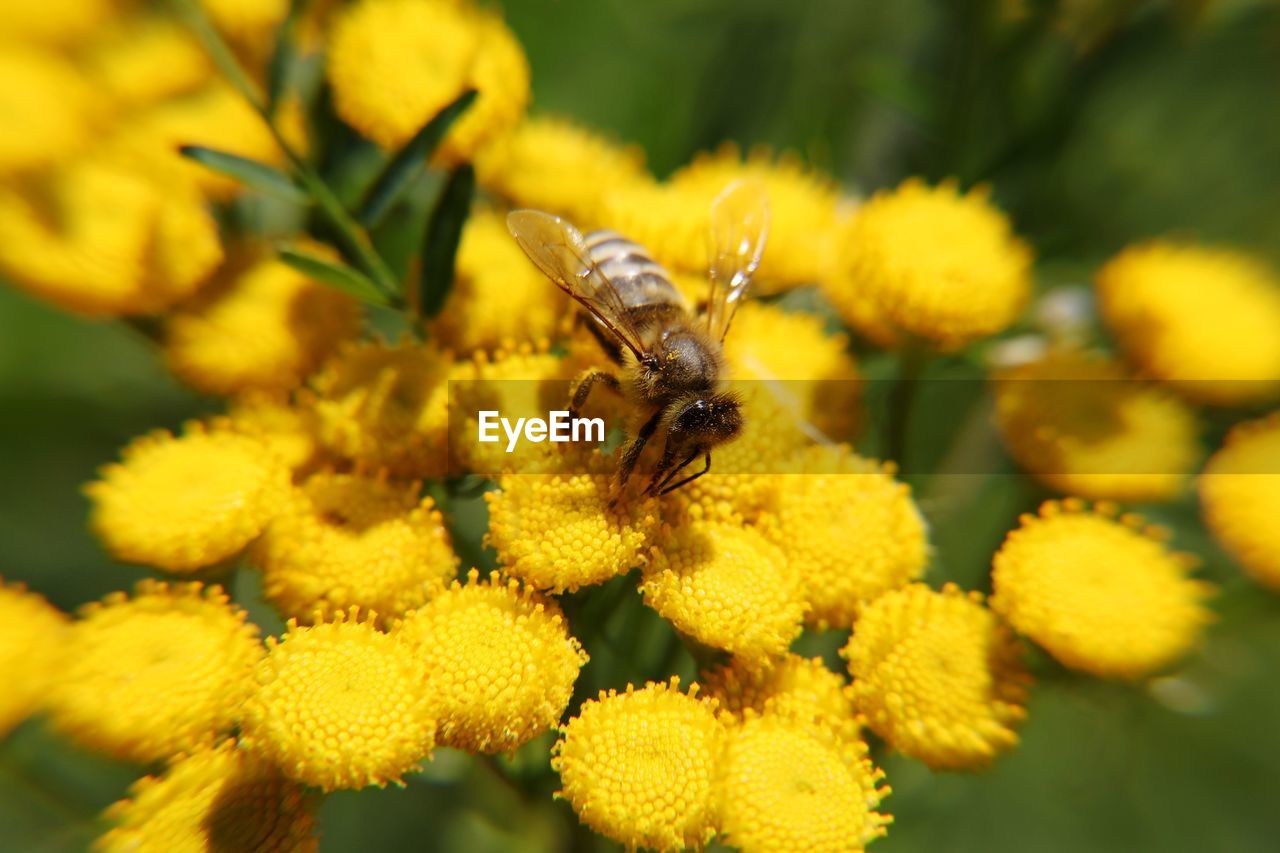 Close-up of bee pollinating on yellow flower