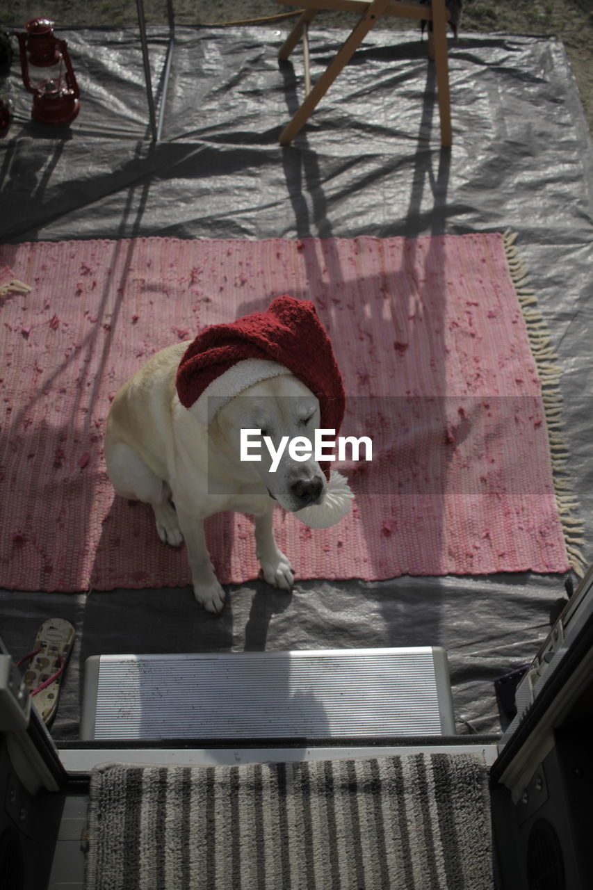 DOG IN FRONT OF TRADITIONAL CLOTHING