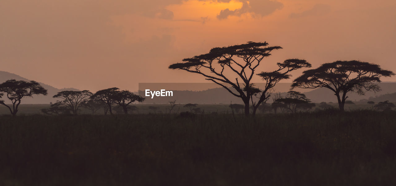 Silhouette tree on field against sky during sunset