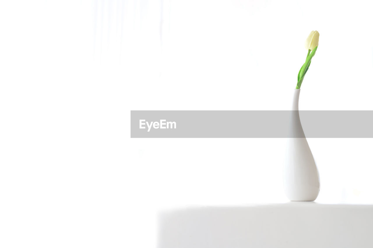 CLOSE-UP OF FRESH WHITE BACKGROUND AGAINST GRAY