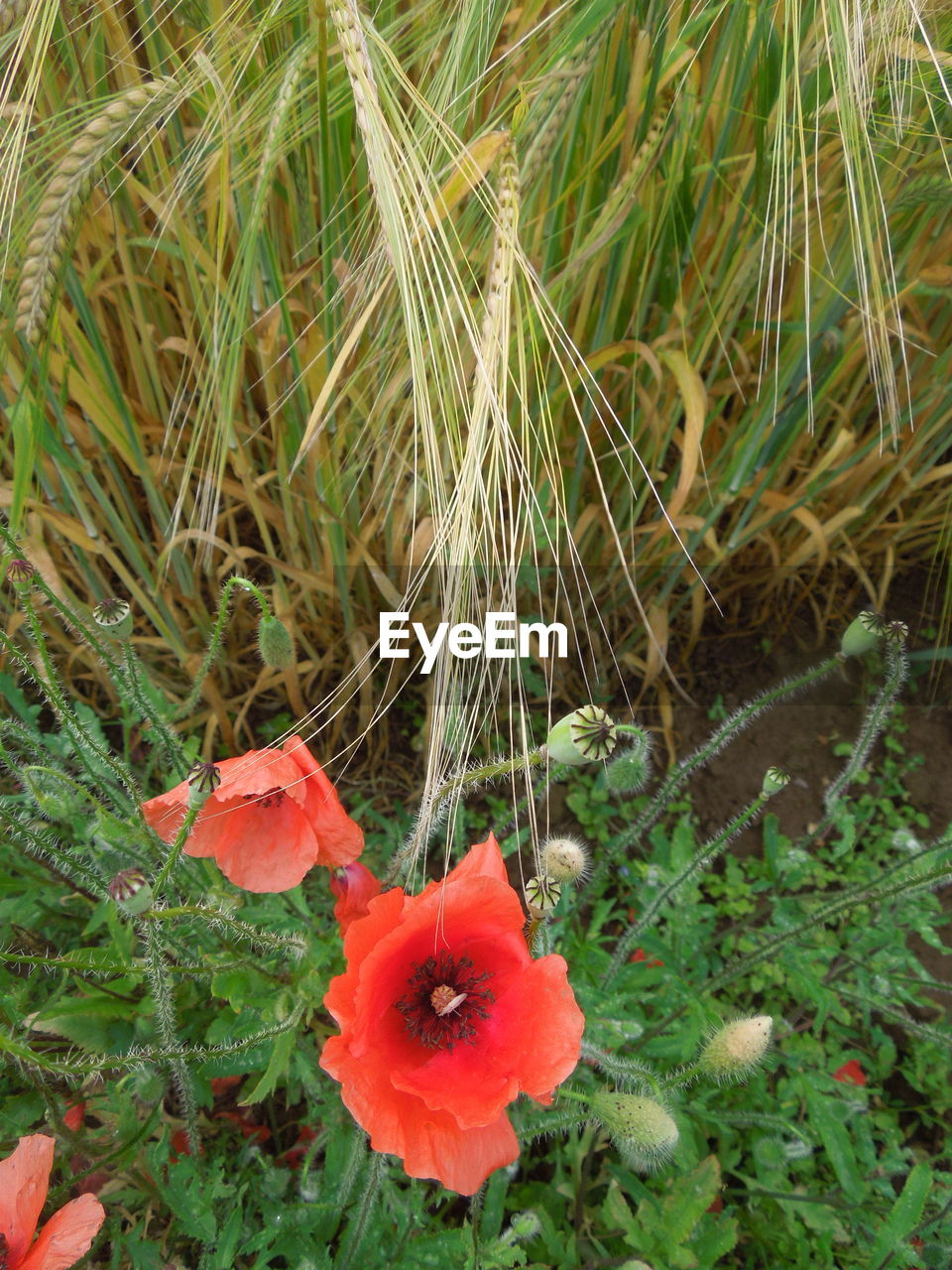 CLOSE-UP OF POPPY BLOOMING IN FIELD