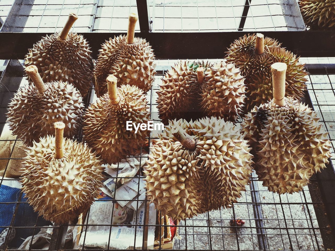 CLOSE-UP OF CACTUS GROWING IN DRY PLANT