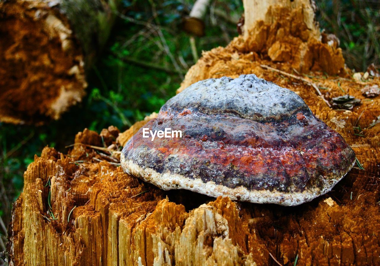 High angle view of mushroom on tree stump