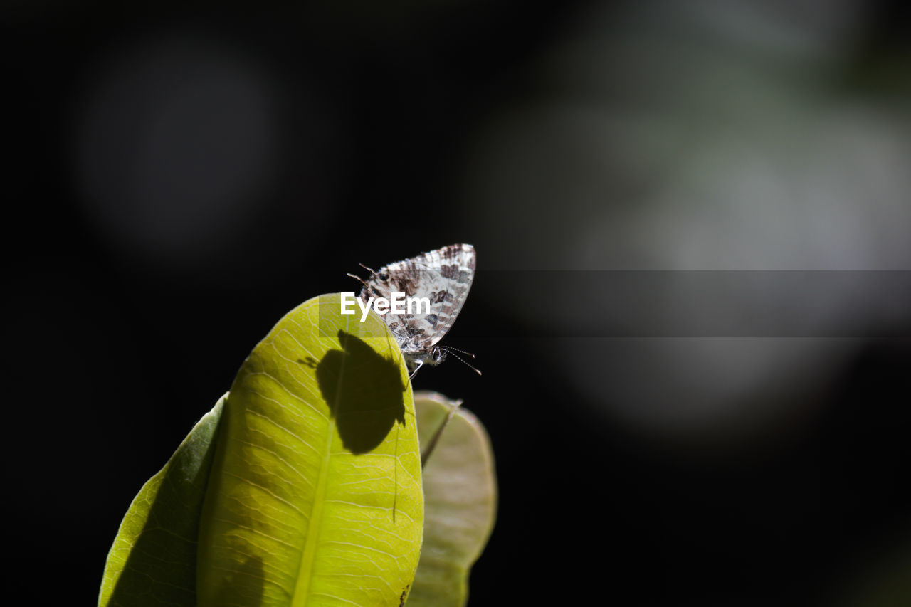 CLOSE-UP OF BUTTERFLY