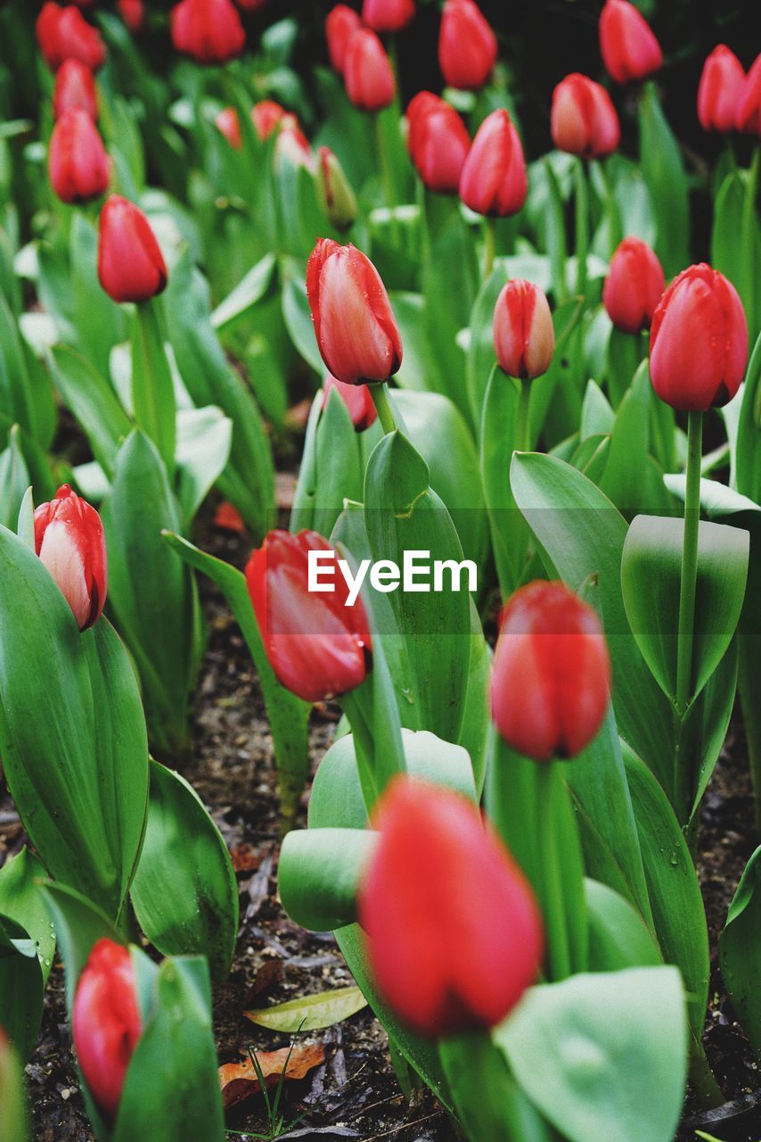 CLOSE-UP OF RED FLOWERS