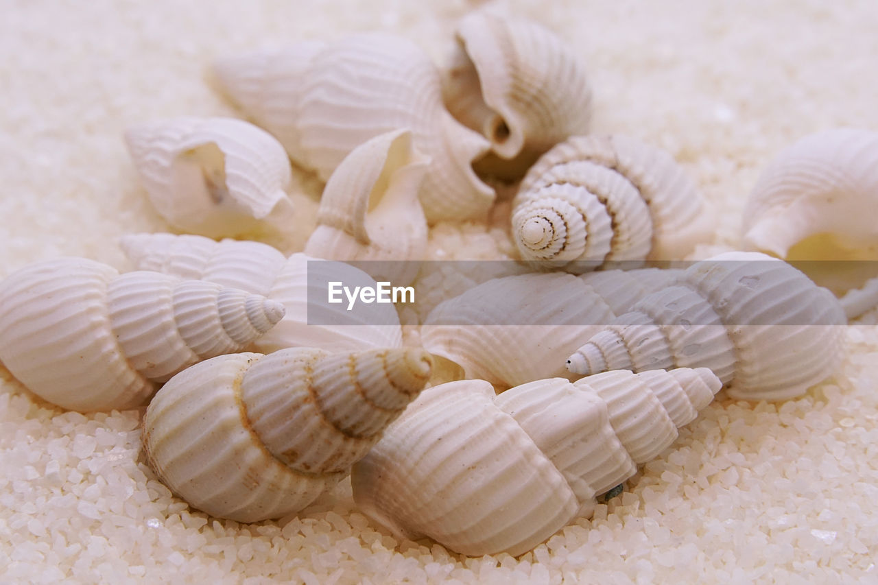 Close up sea shells on the beach.