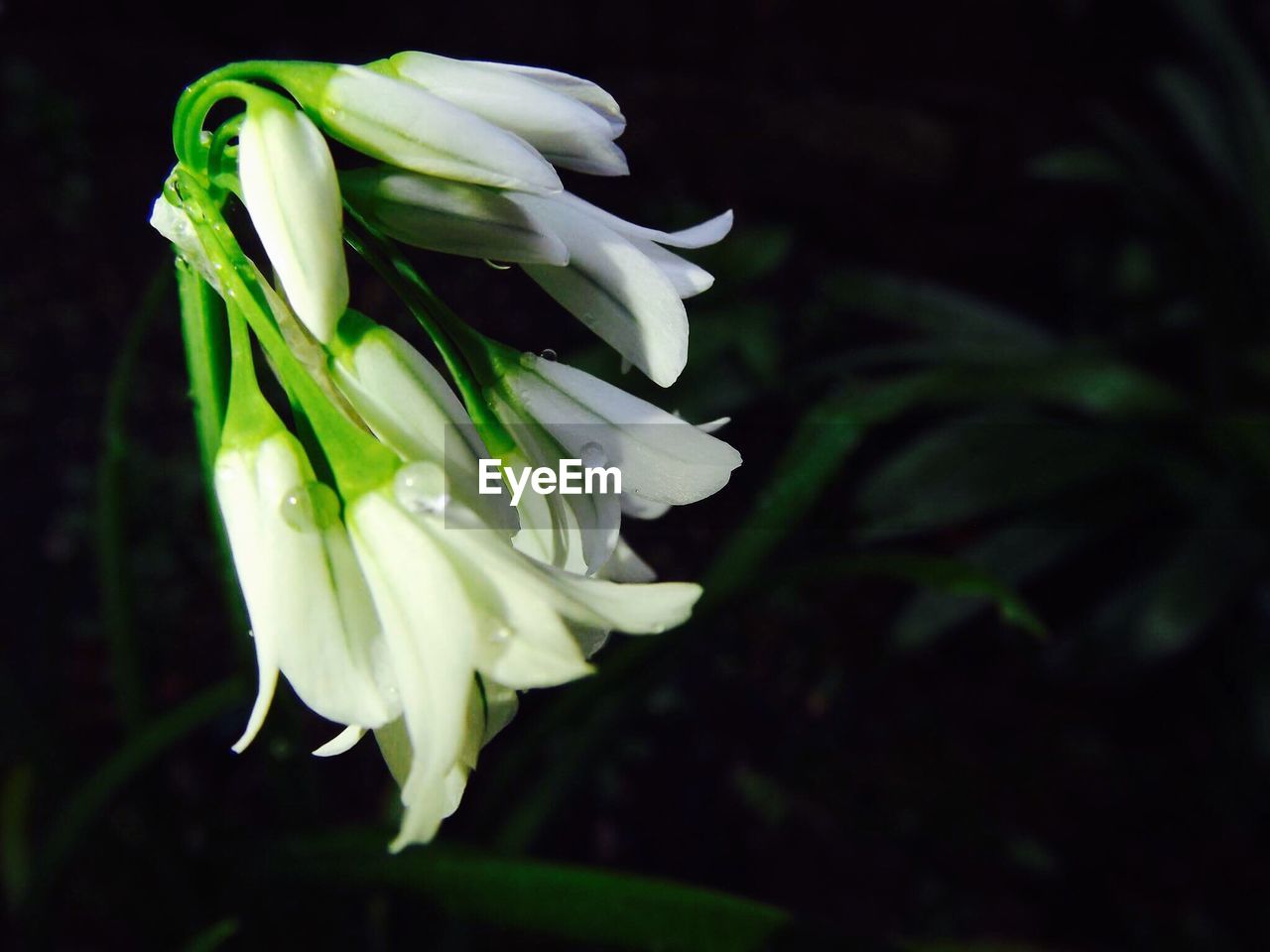 CLOSE-UP OF FLOWER BLOOMING IN BLACK BACKGROUND