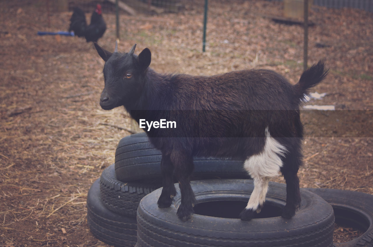 Close-up of goat standing on tire