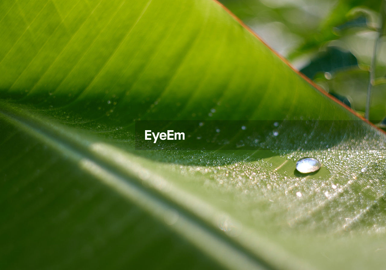 leaf, plant part, green, drop, nature, plant, water, close-up, dew, macro photography, wet, grass, no people, beauty in nature, moisture, selective focus, plant stem, freshness, flower, leaf vein, growth, macro, outdoors, fragility, environment, day, rain, banana leaf, extreme close-up, sunlight, tropical climate