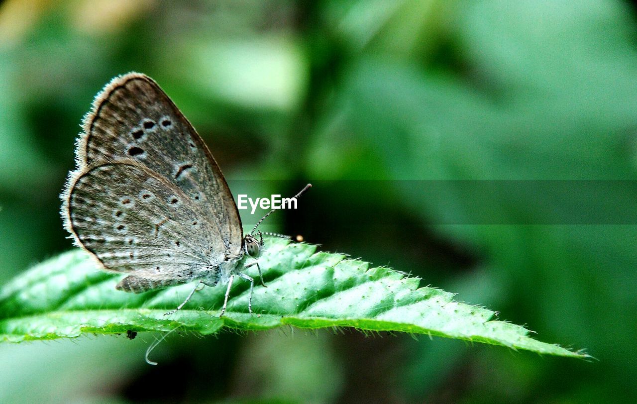 BUTTERFLY ON PLANT