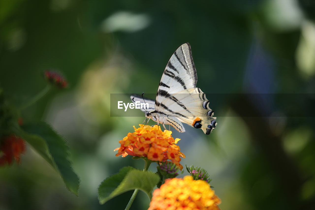 Swallowtail butterfly 