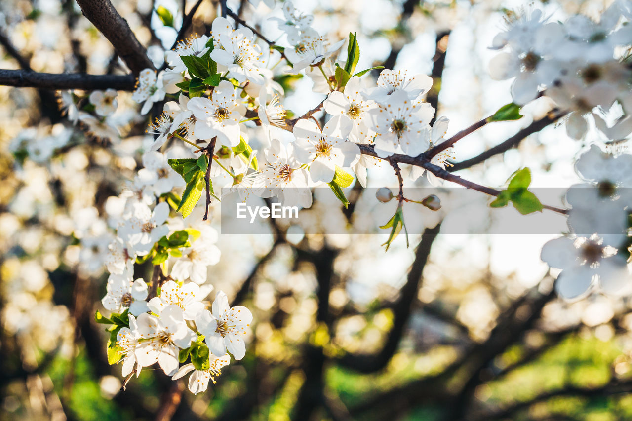 APPLE BLOSSOMS IN SPRING