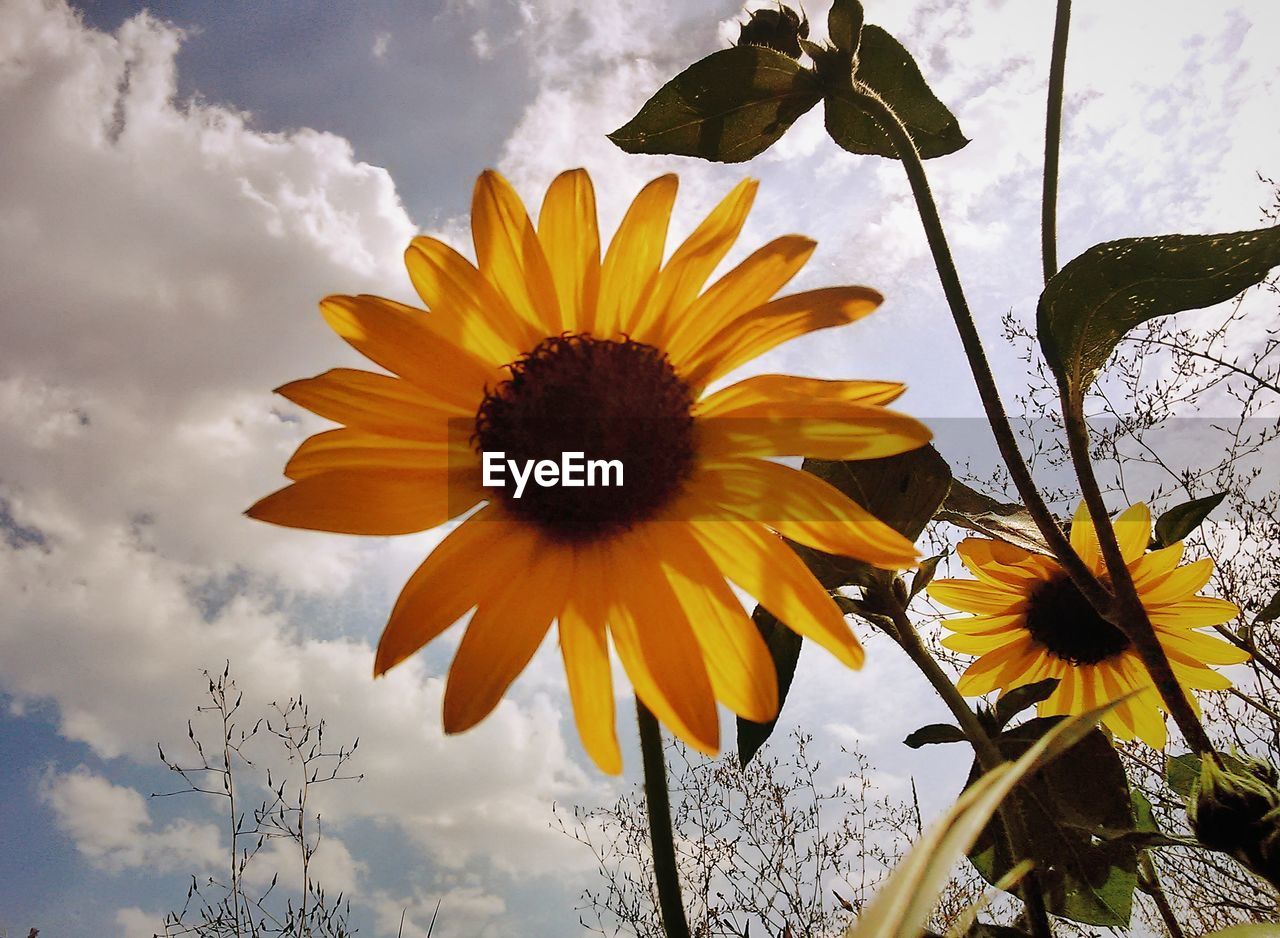 CLOSE-UP OF YELLOW FLOWER BLOOMING AGAINST SKY