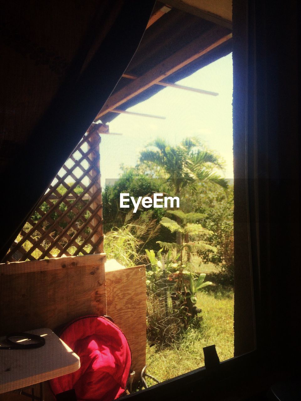 Trees growing in yard seen through window