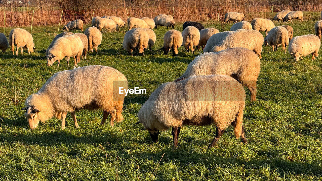 animal, animal themes, mammal, domestic animals, livestock, pasture, group of animals, grass, plant, agriculture, field, grazing, pet, herd, land, sheep, nature, large group of animals, no people, flock of sheep, landscape, day, farm, grassland, green, rural area, plain, meadow, outdoors, rural scene, sunlight, animal wildlife, wildlife, growth, beauty in nature, environment