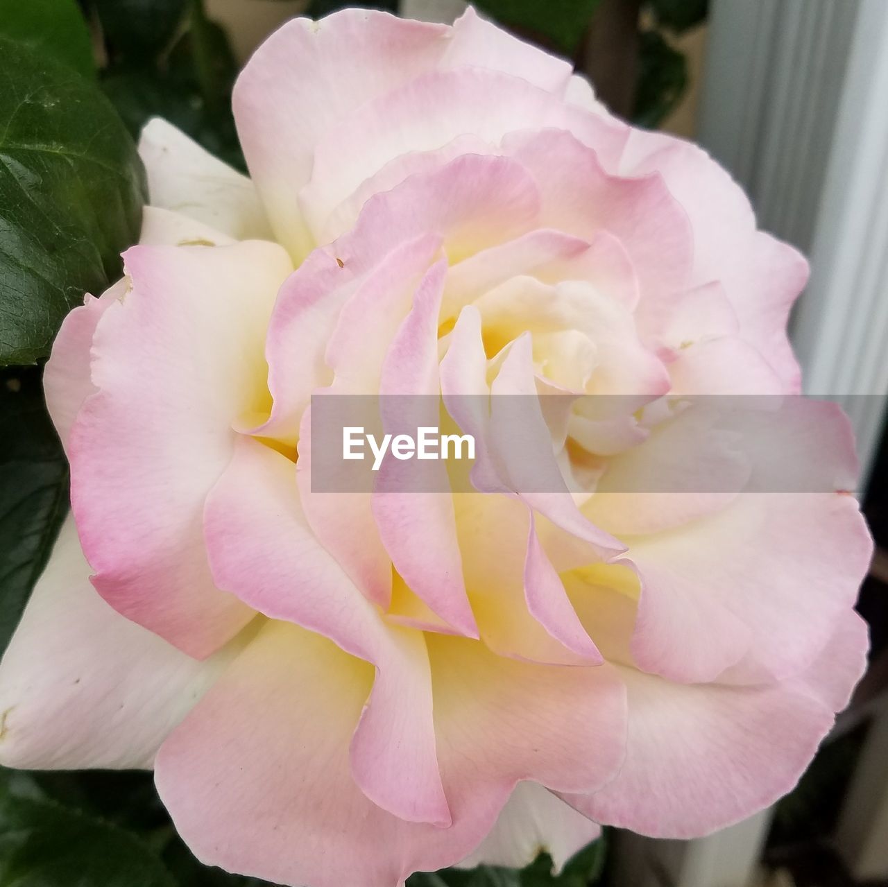 CLOSE-UP OF PINK ROSE FLOWER