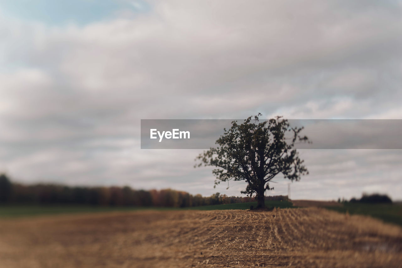 Tree on field against sky