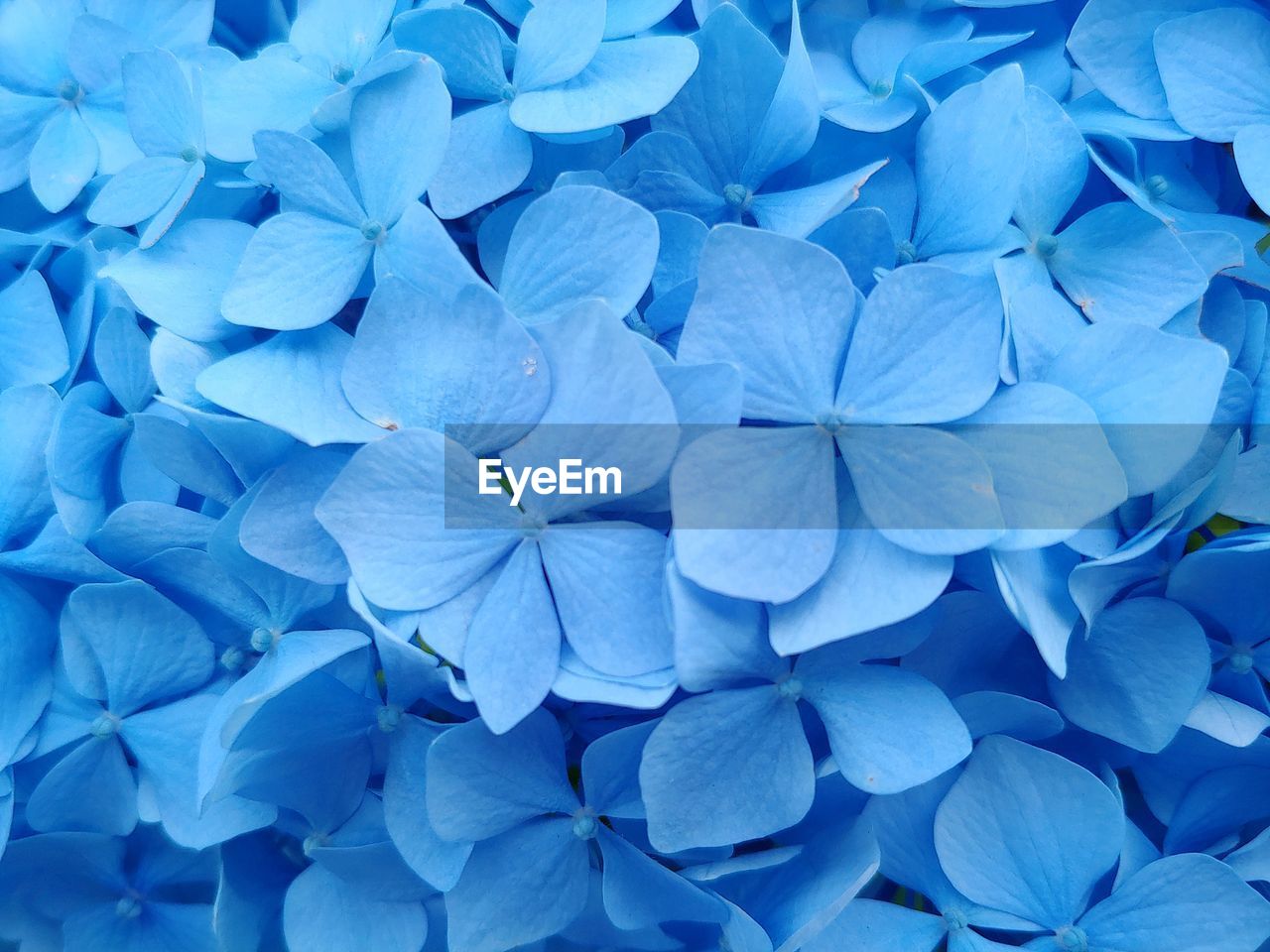 Full frame shot of blue hydrangea