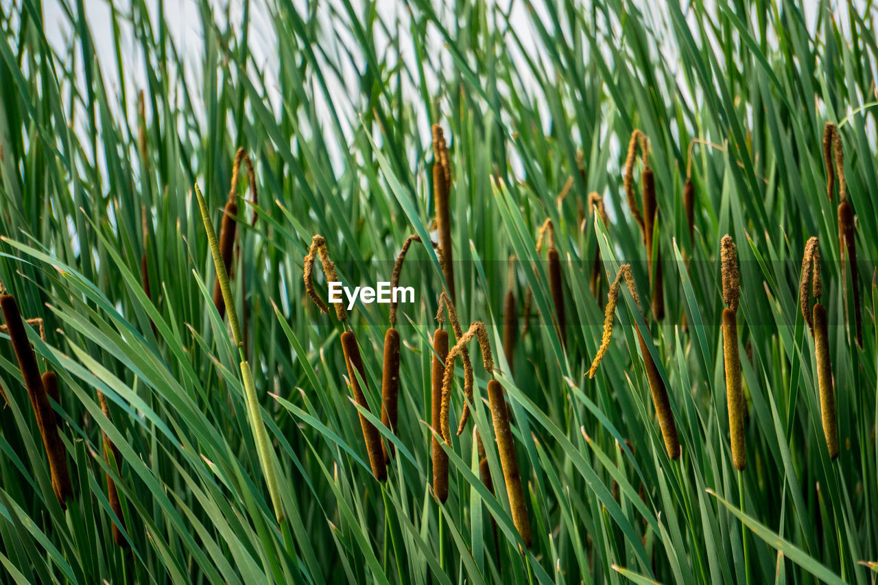 Close-up of plant growing on field