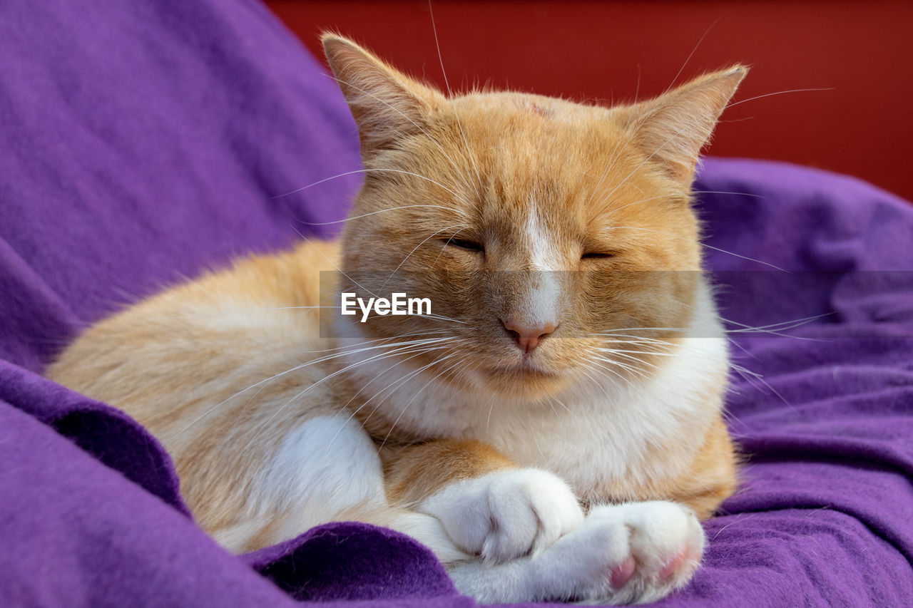 Domestic ginger cat with a swollen nose due to pus and abscess from infected cut on head