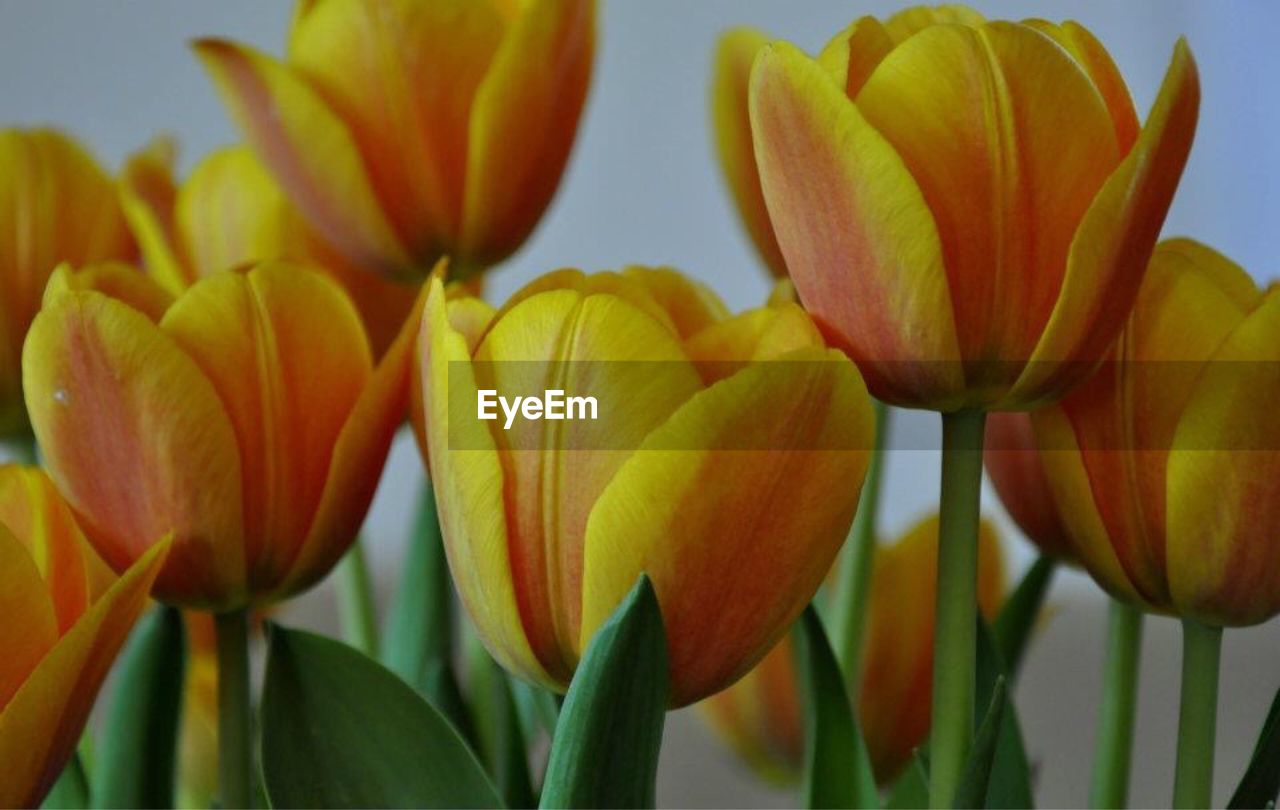 CLOSE-UP OF YELLOW TULIP