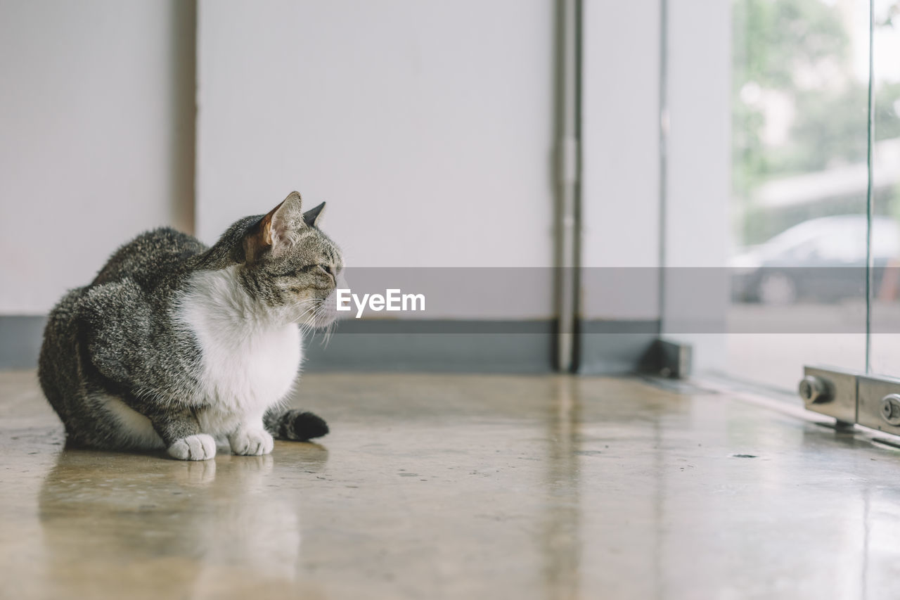 Cat sitting on floor