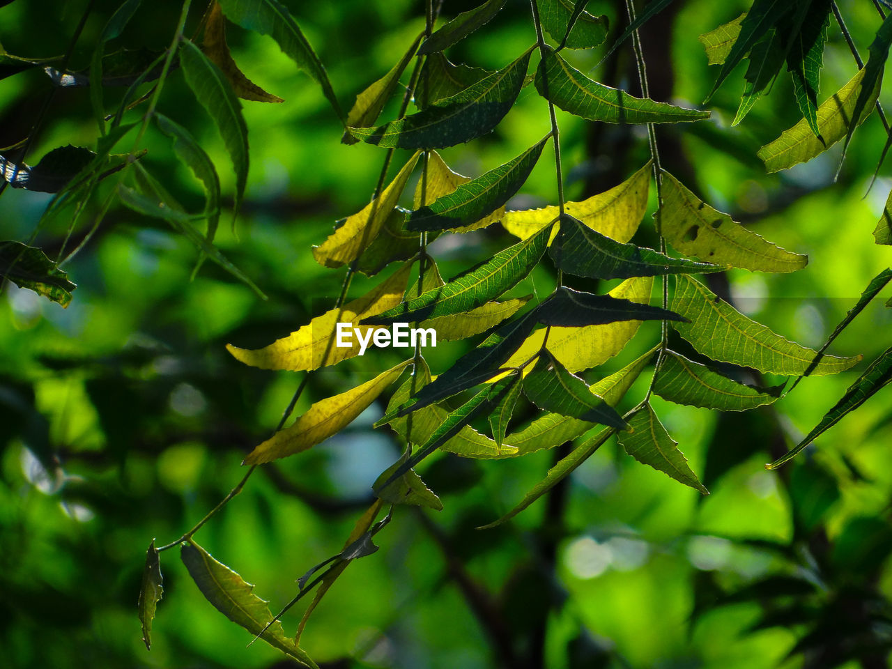 CLOSE-UP OF FRESH GREEN LEAVES