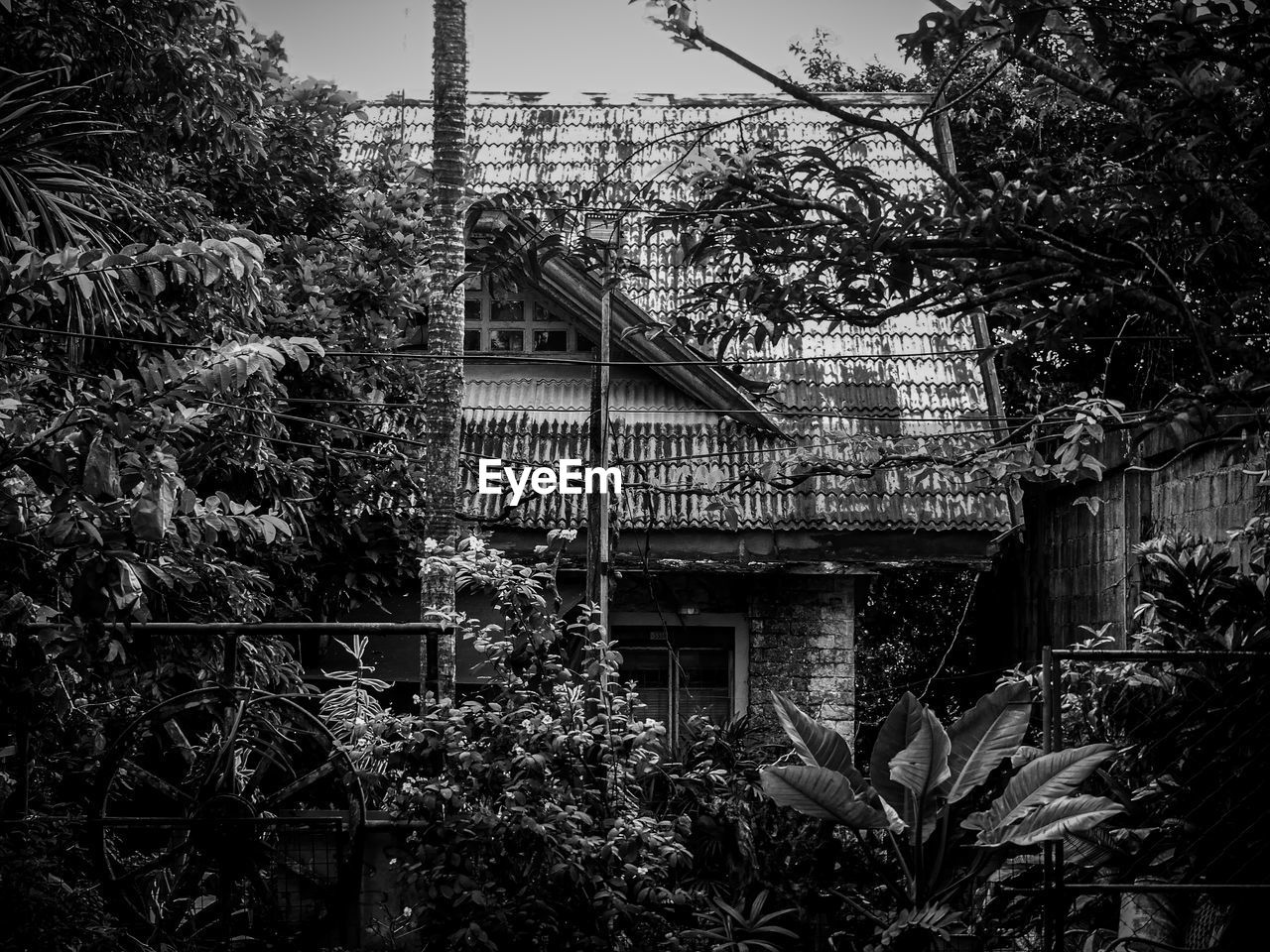 plant, built structure, architecture, house, building exterior, tree, black and white, black, growth, building, monochrome, nature, monochrome photography, no people, darkness, urban area, day, white, outdoors, residential district, flower, sky, light