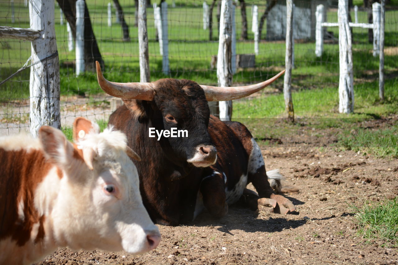 Bovine animals grazing on field