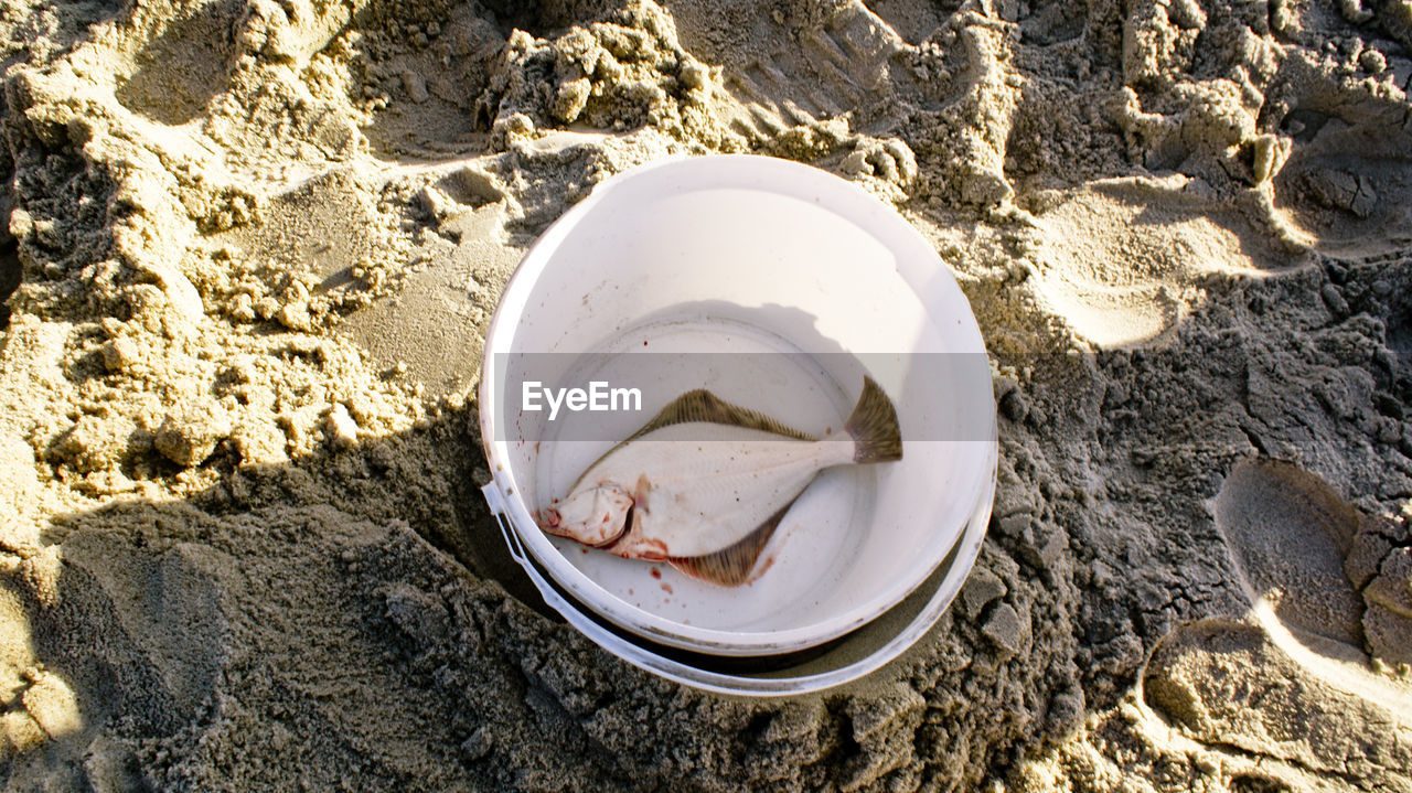 High angle view of dead fish in bucket on sand at beach