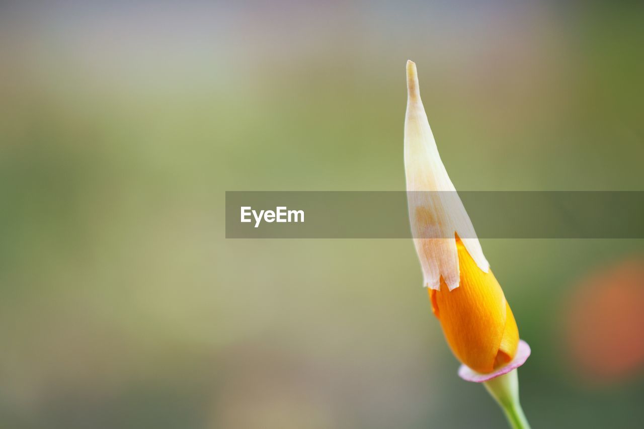 Close-up of yellow flower against blurred background