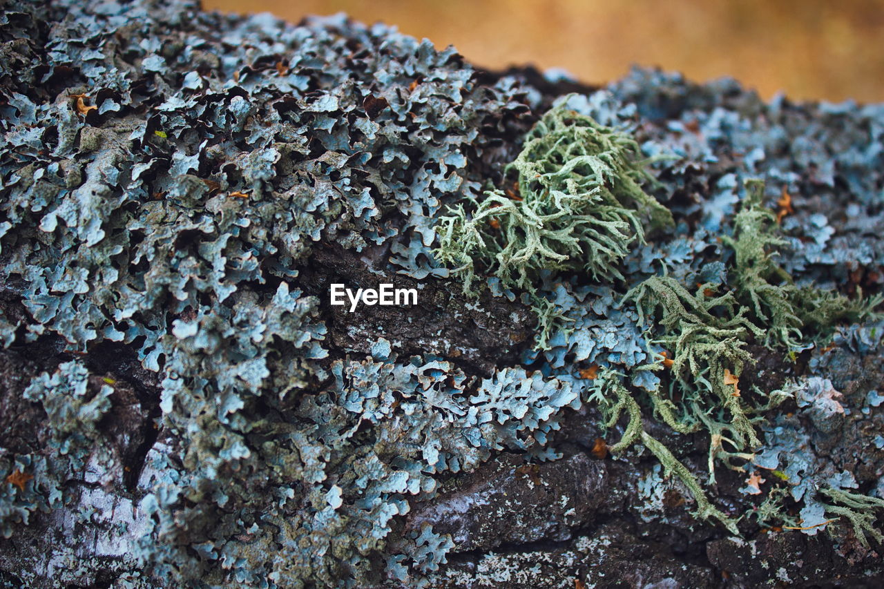 CLOSE-UP OF LICHEN ON MOSS GROWING ON TREE TRUNK