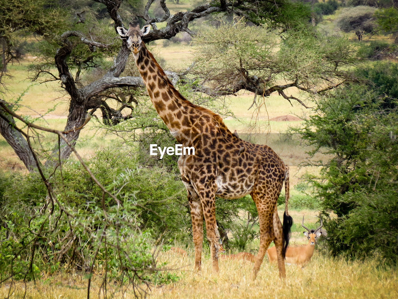 Giraffe standing on field in forest