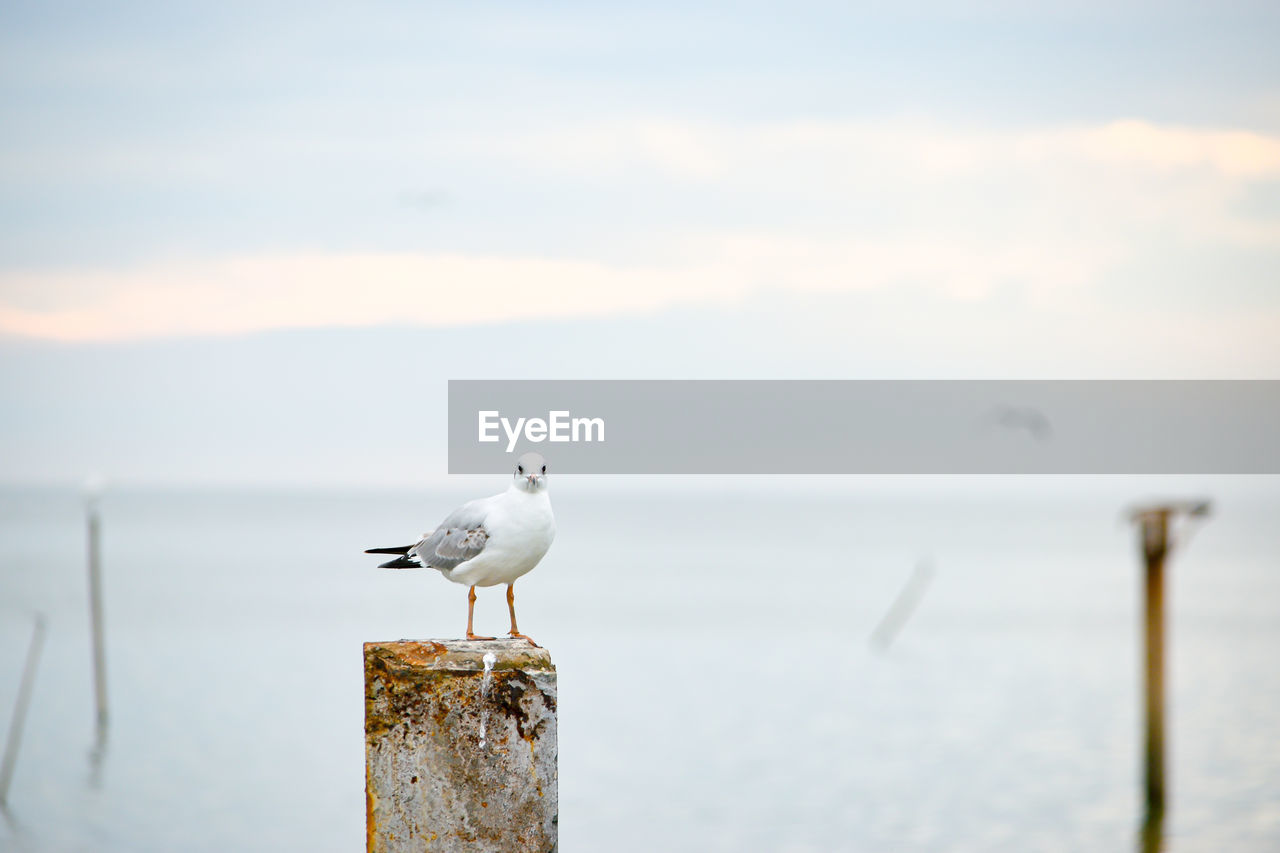 bird, animal themes, animal, animal wildlife, wildlife, water, perching, gull, sea, morning, one animal, post, wooden post, nature, winter, seagull, focus on foreground, sky, wood, no people, cloud, reflection, beauty in nature, beach, seabird, day, tranquility, outdoors, snow, shore, ocean, land, pole