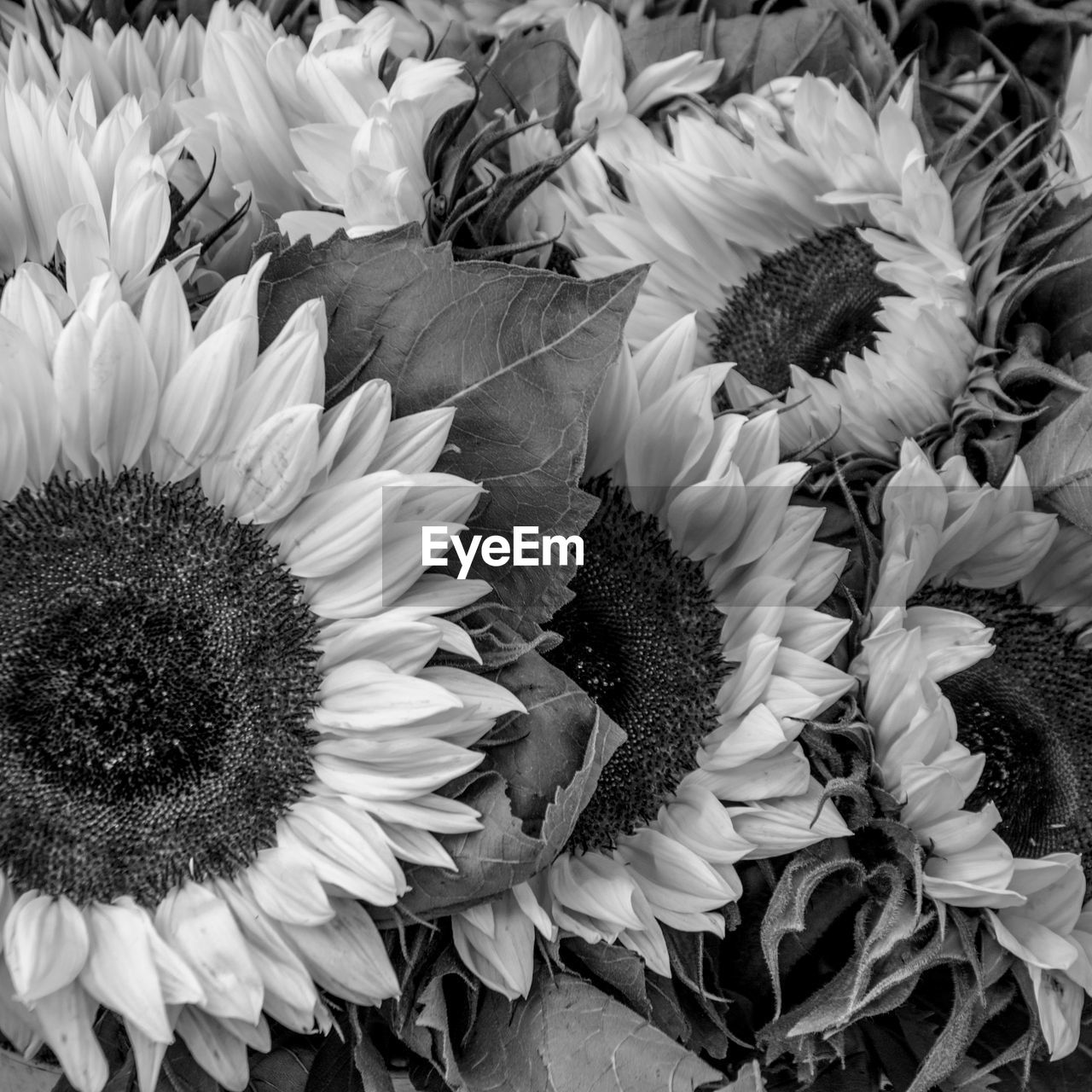 High angle view of sunflower blooming outdoors