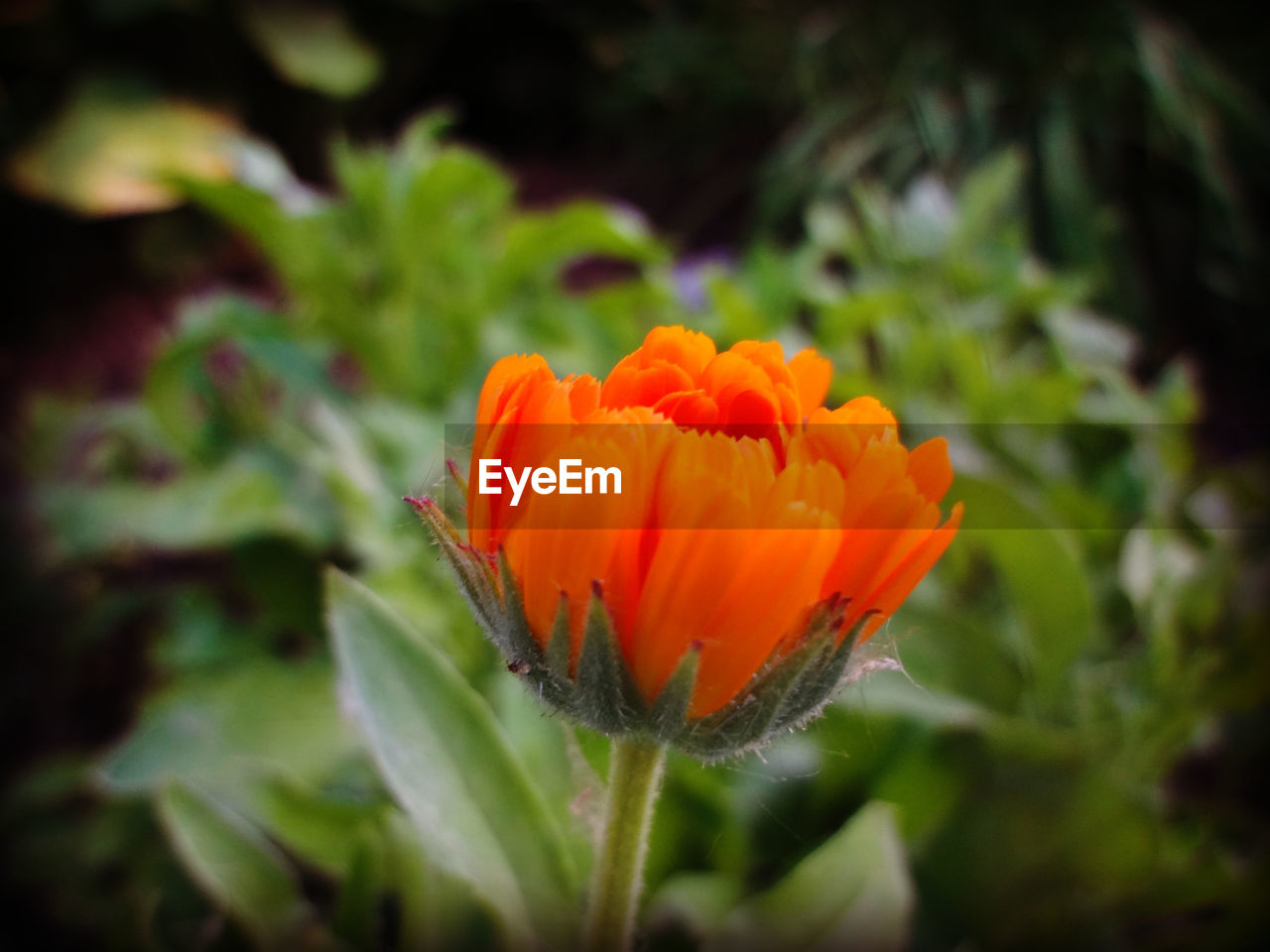 CLOSE-UP OF ORANGE FLOWERS BLOOMING OUTDOORS