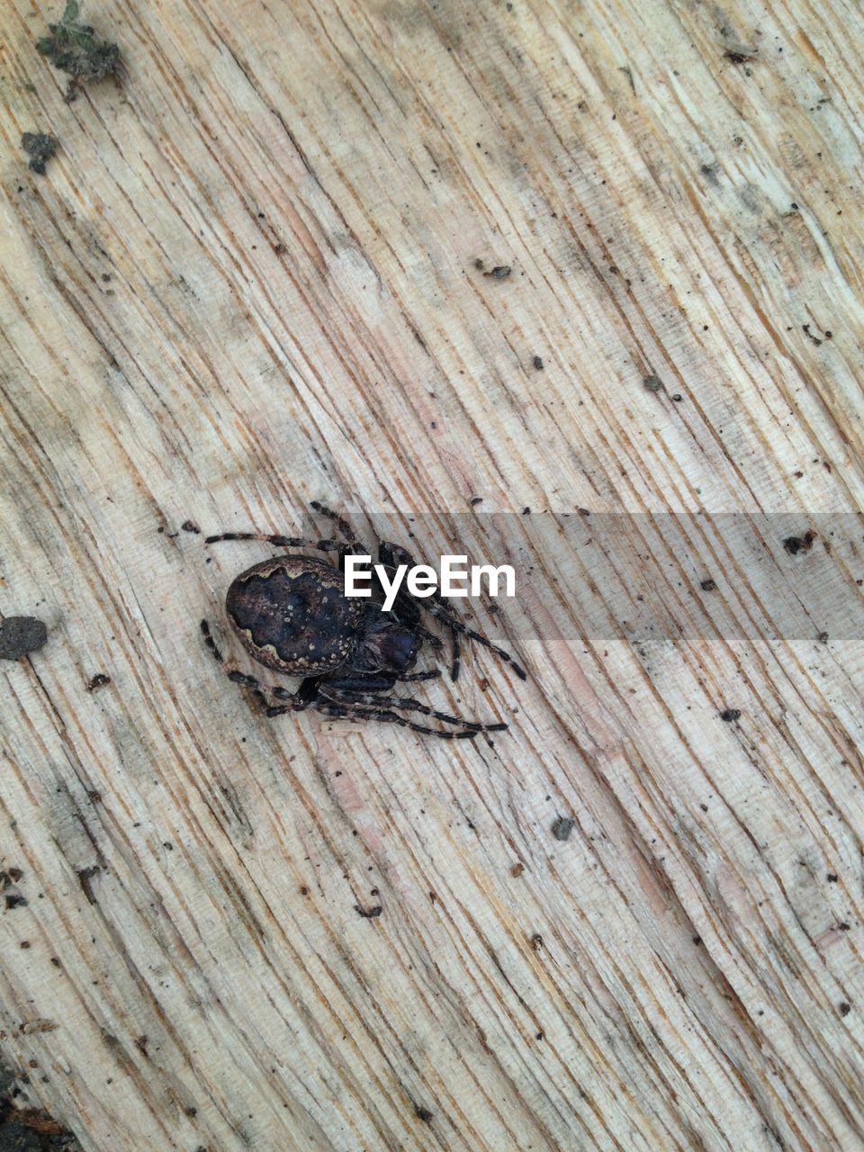 Close-up of spider on the table