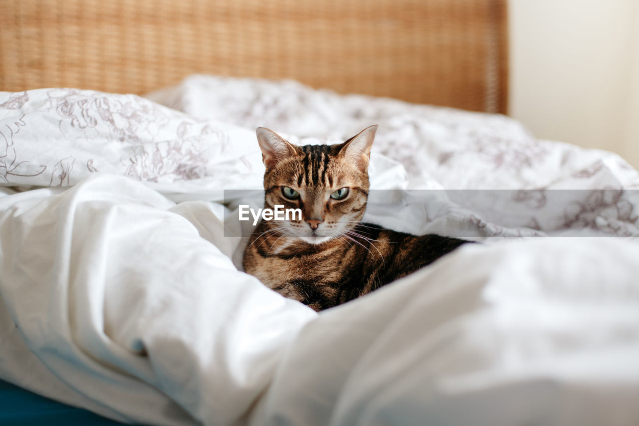 PORTRAIT OF CAT BY BED AT HOME