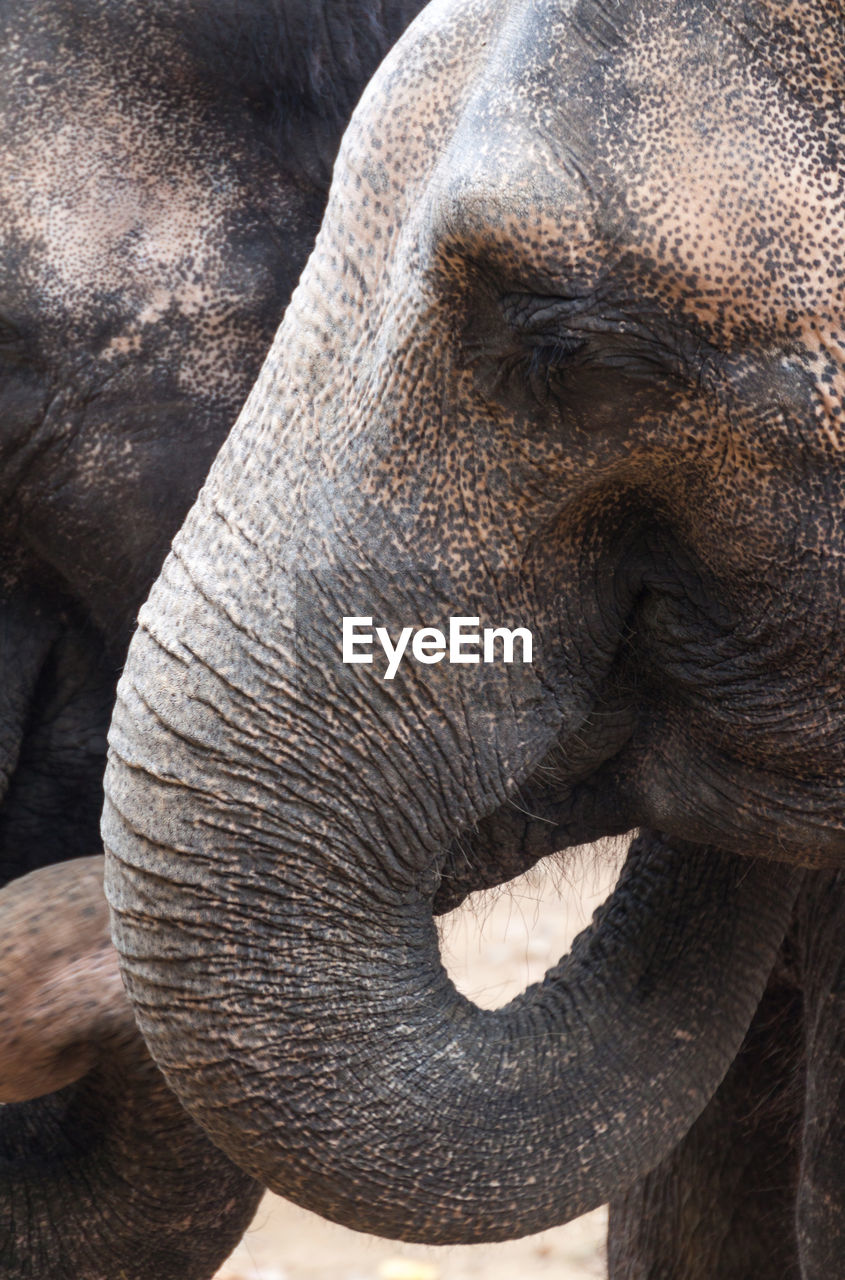 CLOSE-UP OF ELEPHANT ON HUMAN EYE