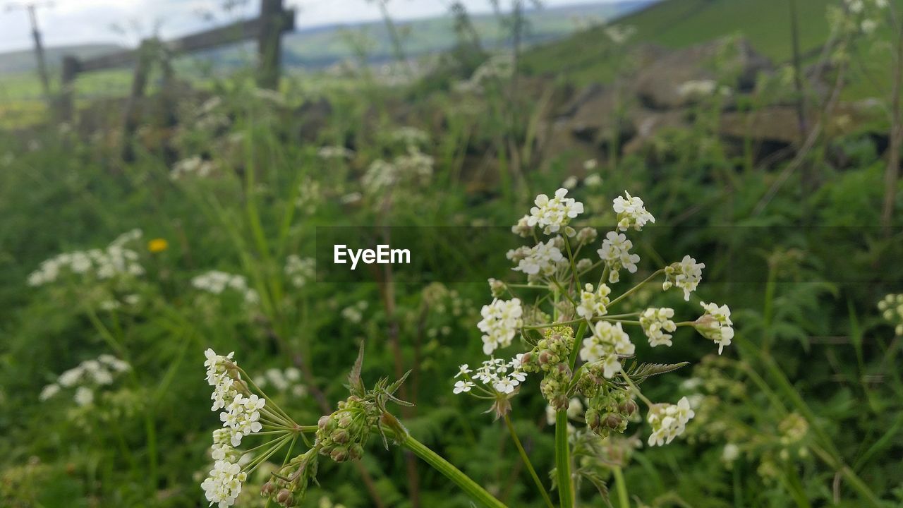 CLOSE-UP OF FLOWERS GROWING ON PLANT AT FIELD