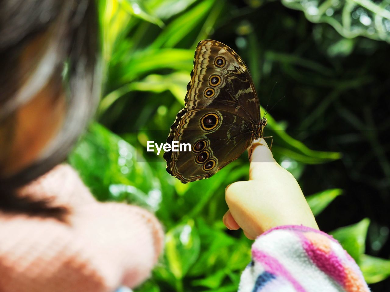 Close-up of hand holding butterfly