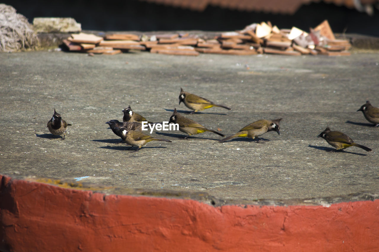 Birds on ground