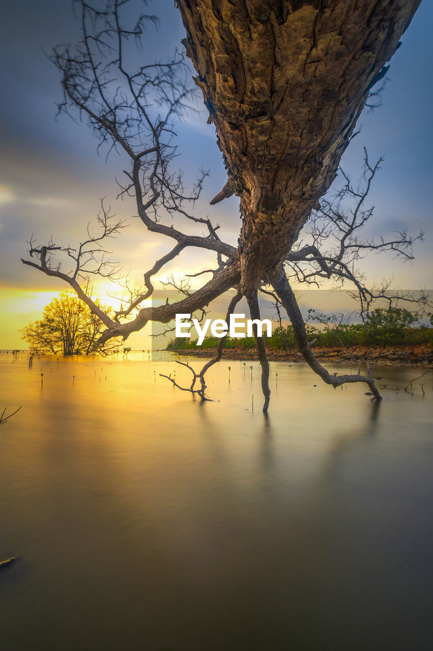 BARE TREE ON LAKE AGAINST SKY DURING SUNSET