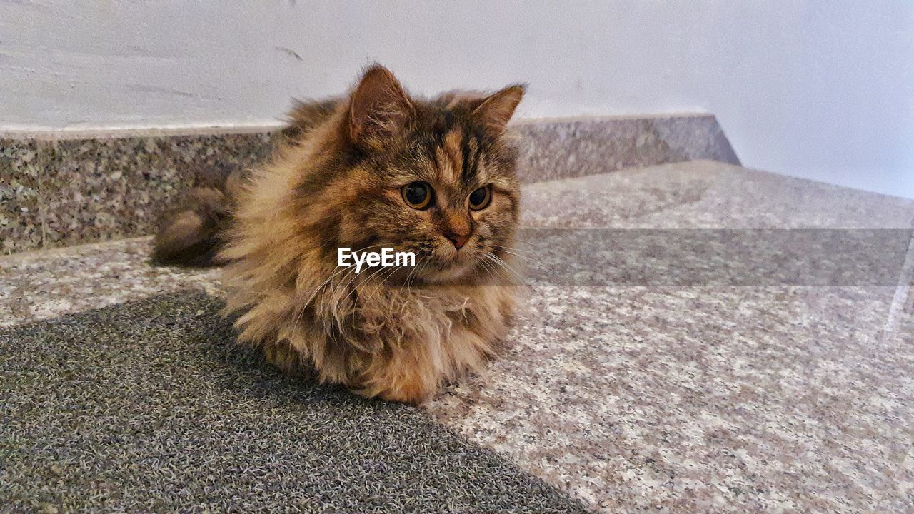 Portrait of a cat sitting