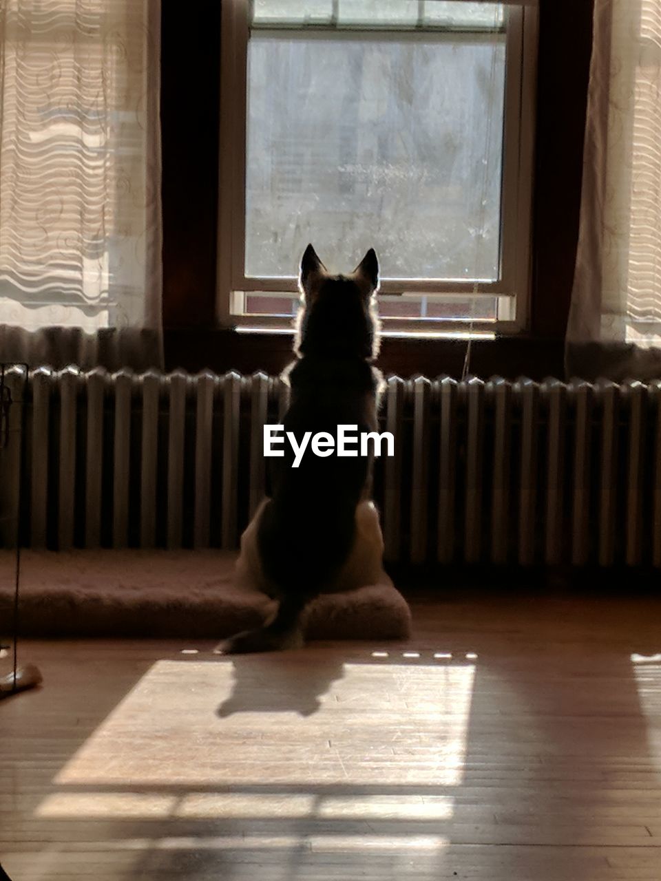 DOG SITTING ON WINDOW