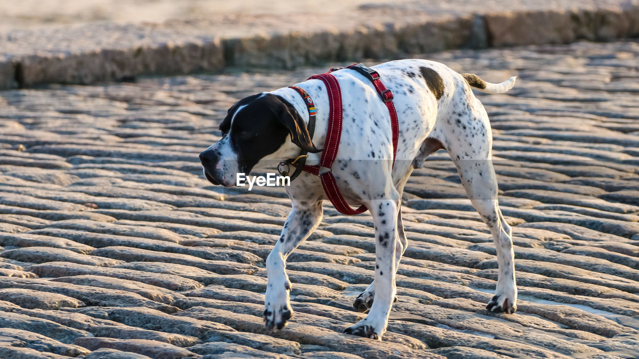 DOG STANDING ON SAND
