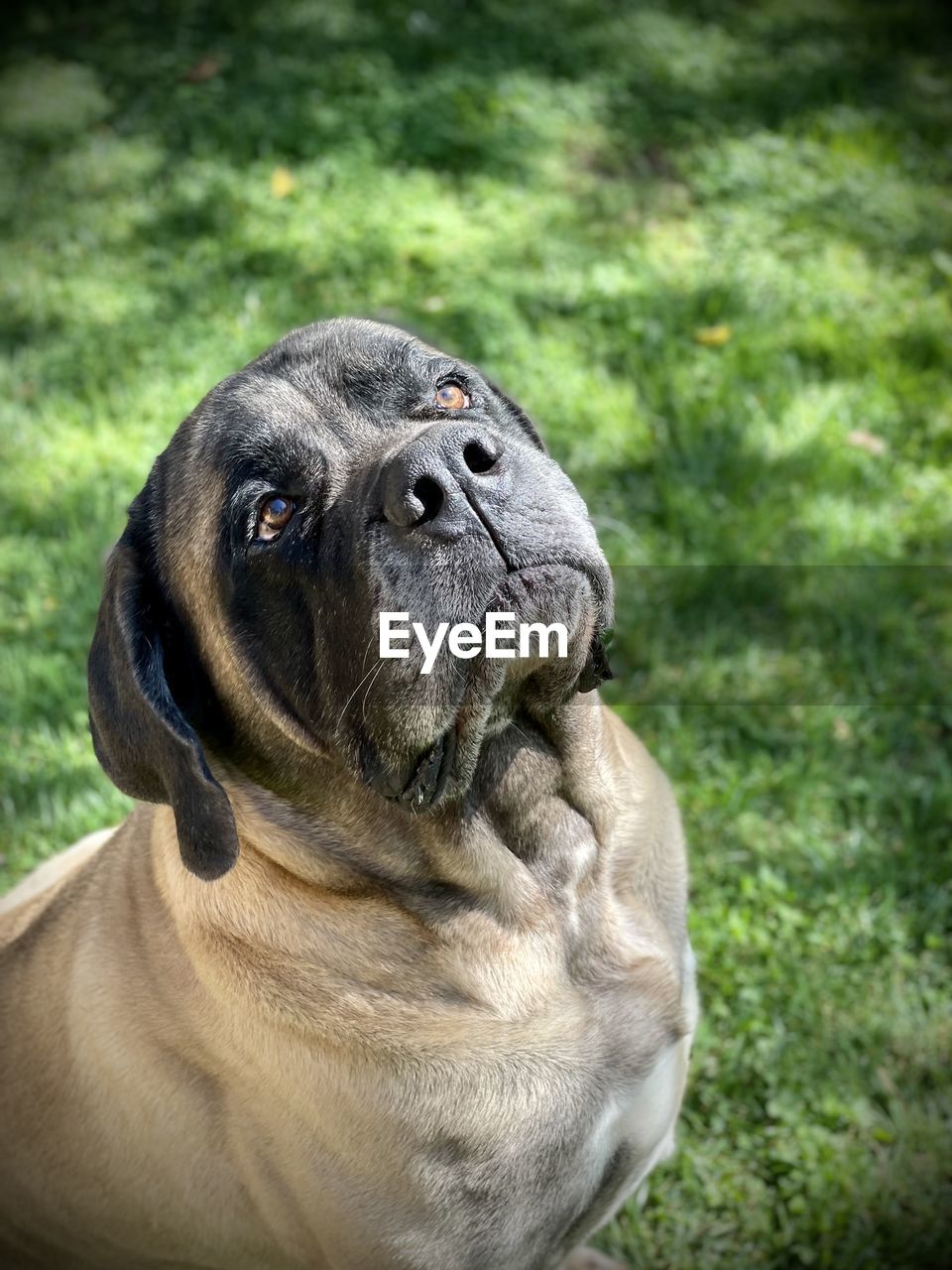 Purebred english mastiff 