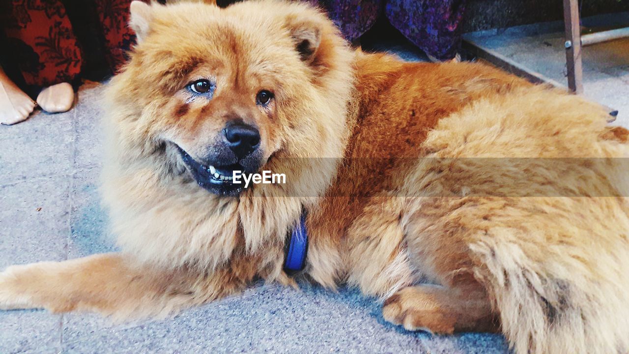 Close-up portrait of dog relaxing outdoors