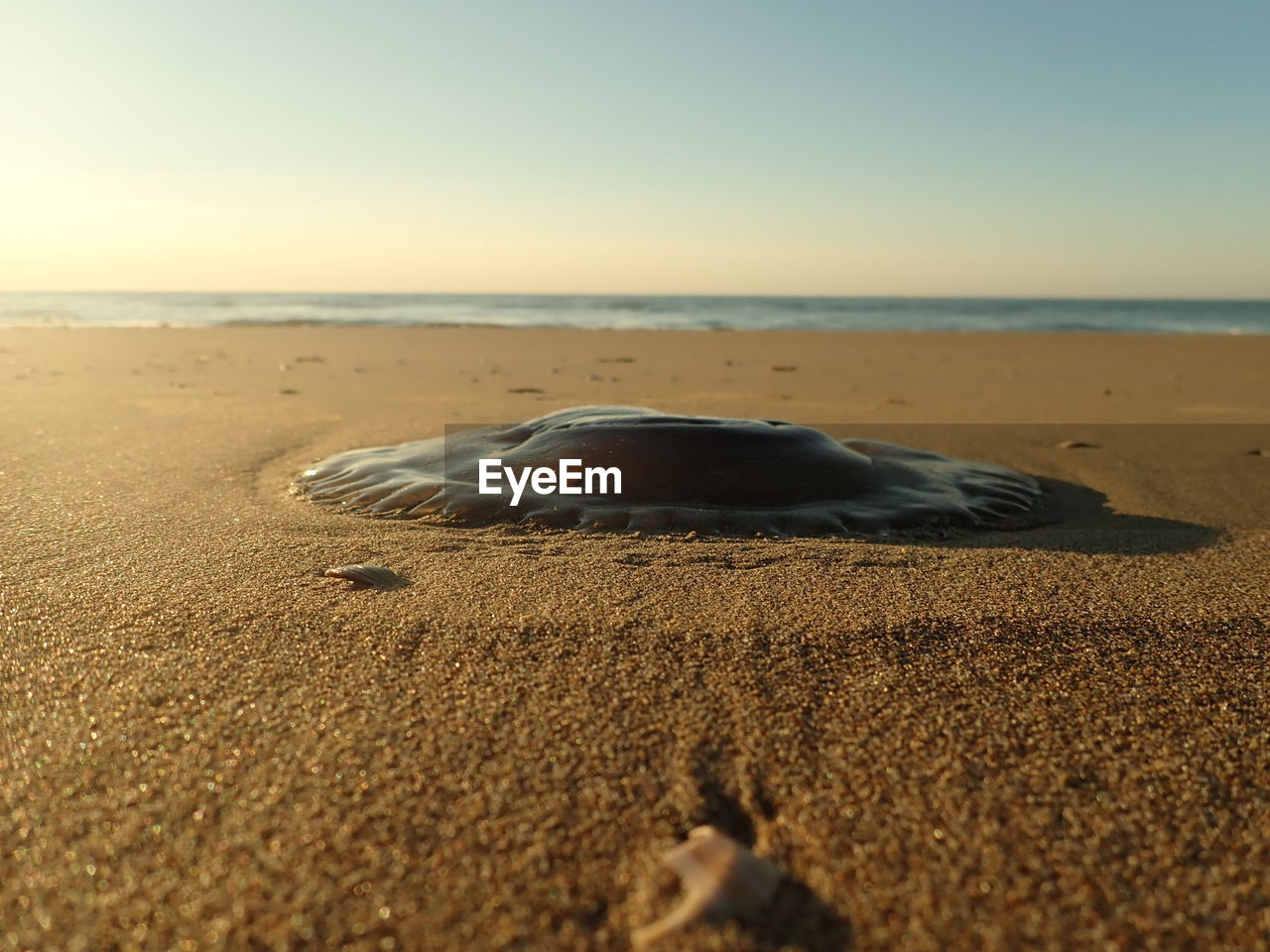 SURFACE LEVEL VIEW OF SEA SHORE