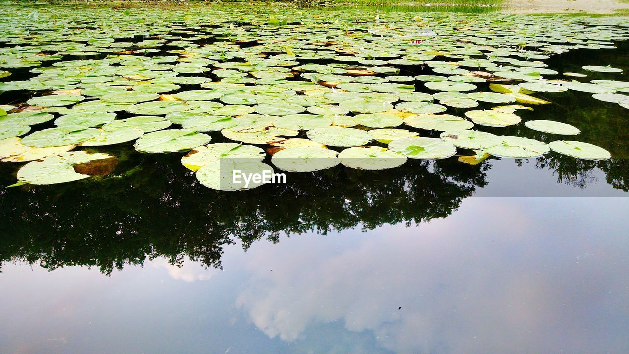 Lily pads floating on calm pond